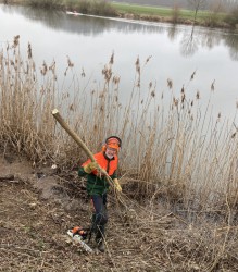 2021_RVW_Arbeitsdienst-27.02.2021_Strauchschnitt-am-Weserufer-3